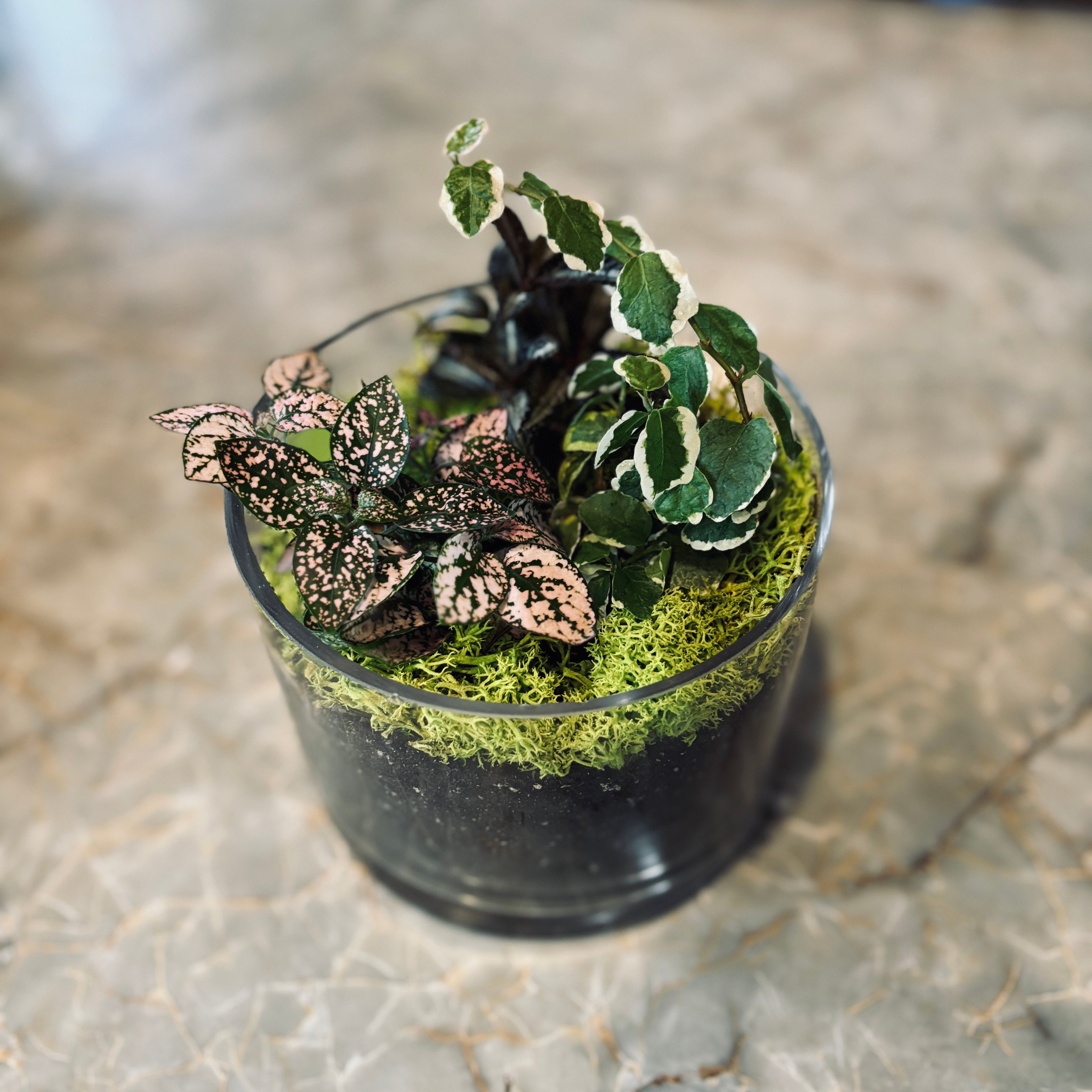 Terrariums 101