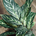 Aglaonema Golden Madonna 6"