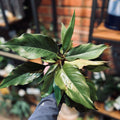 Philodendron Chocolate Empress