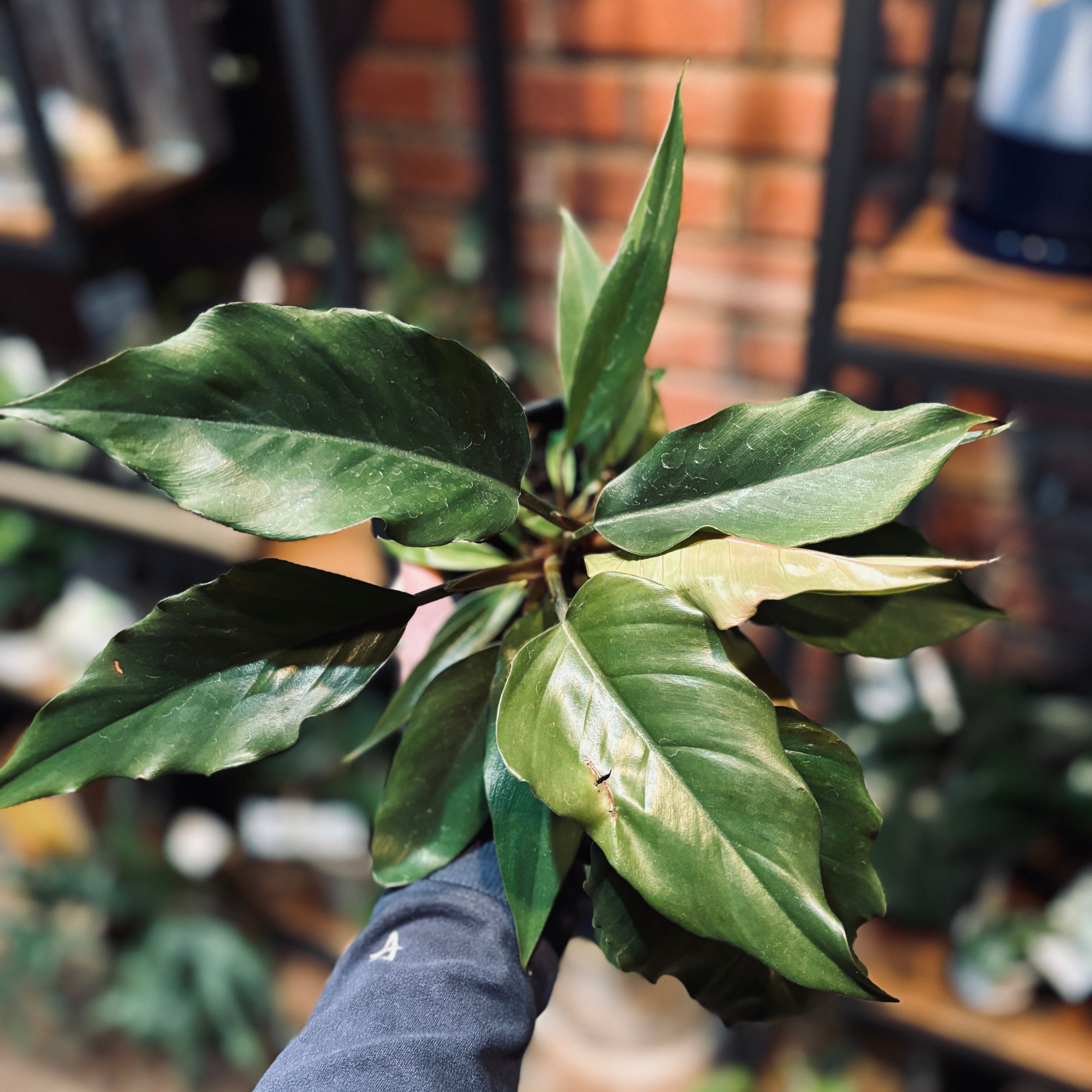 Philodendron Chocolate Empress