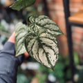 6" Philodendron Brandi