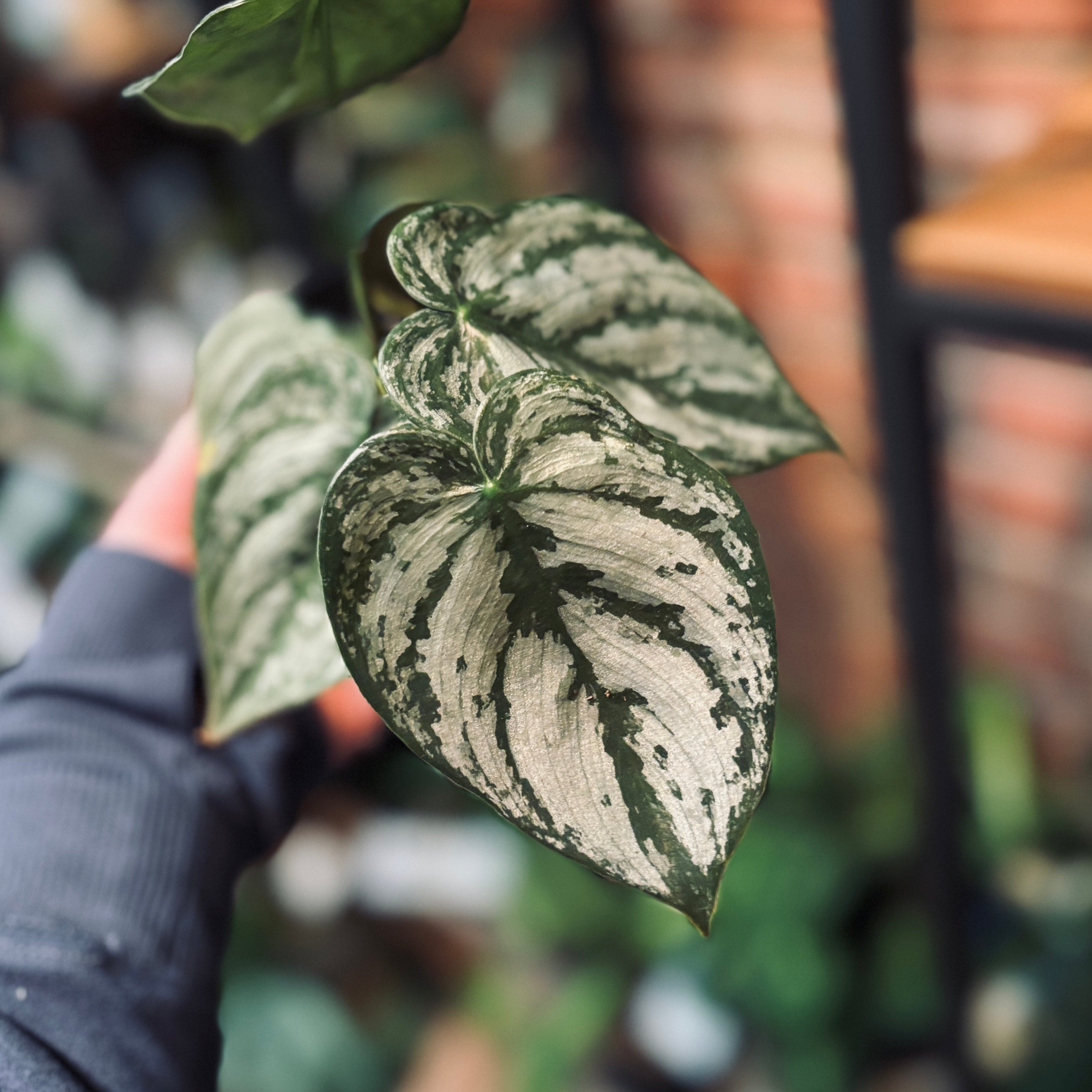 6" Philodendron Brandi