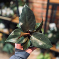 Philodendron Red Heart