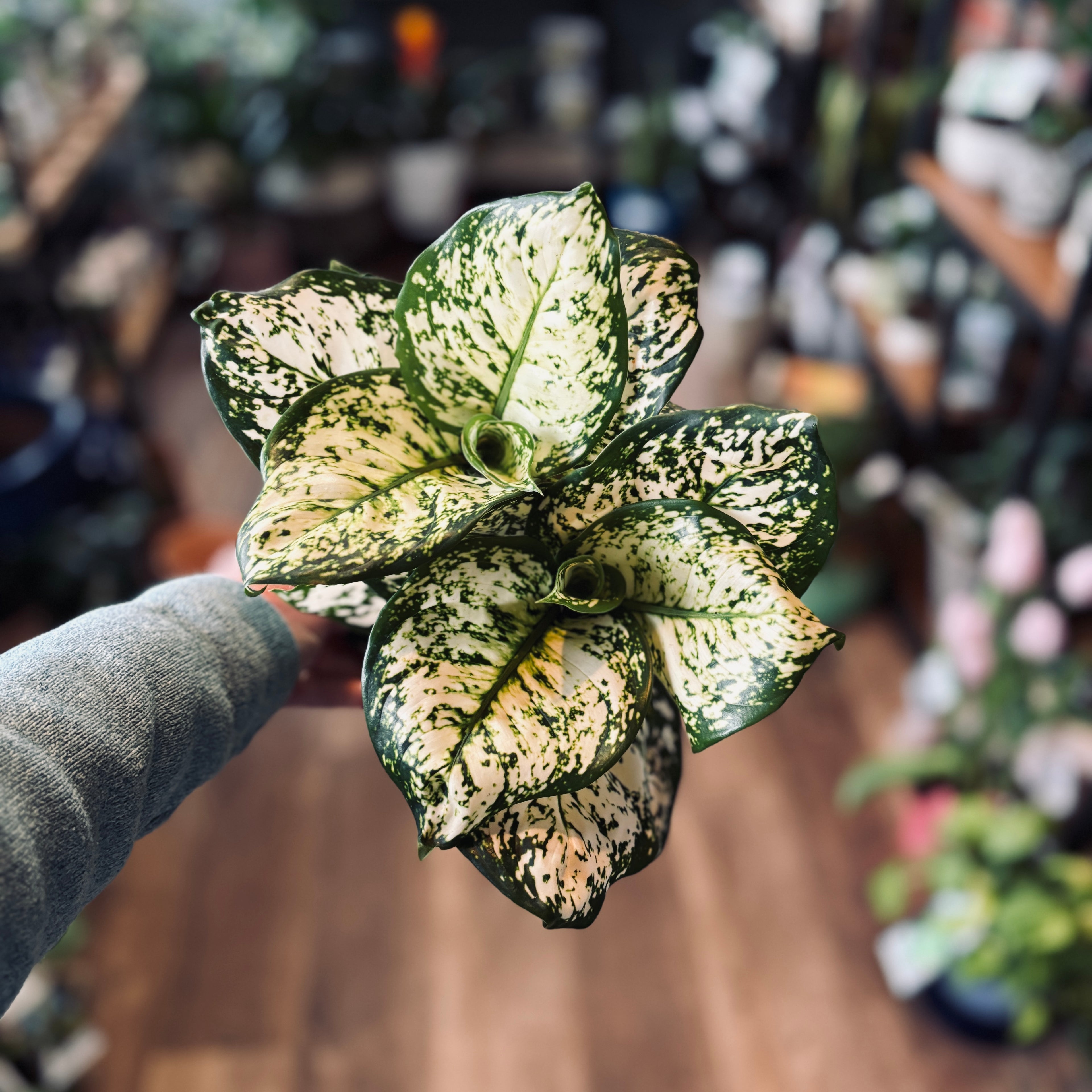 Aglaonema 'White Pearls' 6"
