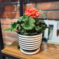 5" Black/White Ceramic Pot