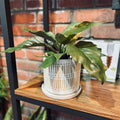 5.25" Ceramic Linden White Pot