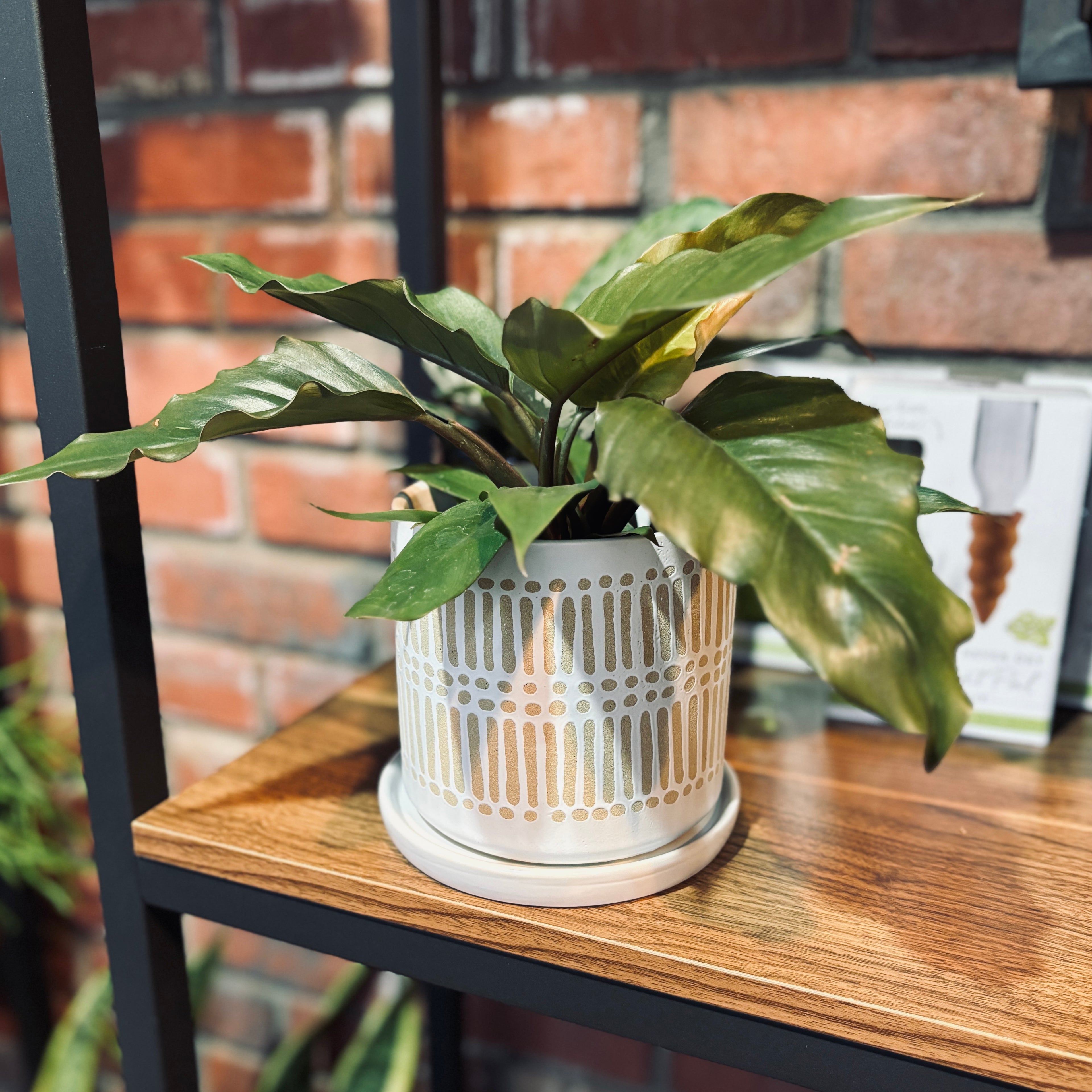 5.25" Ceramic Linden White Pot