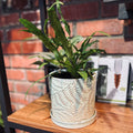 5" Fern Ceramic Pot