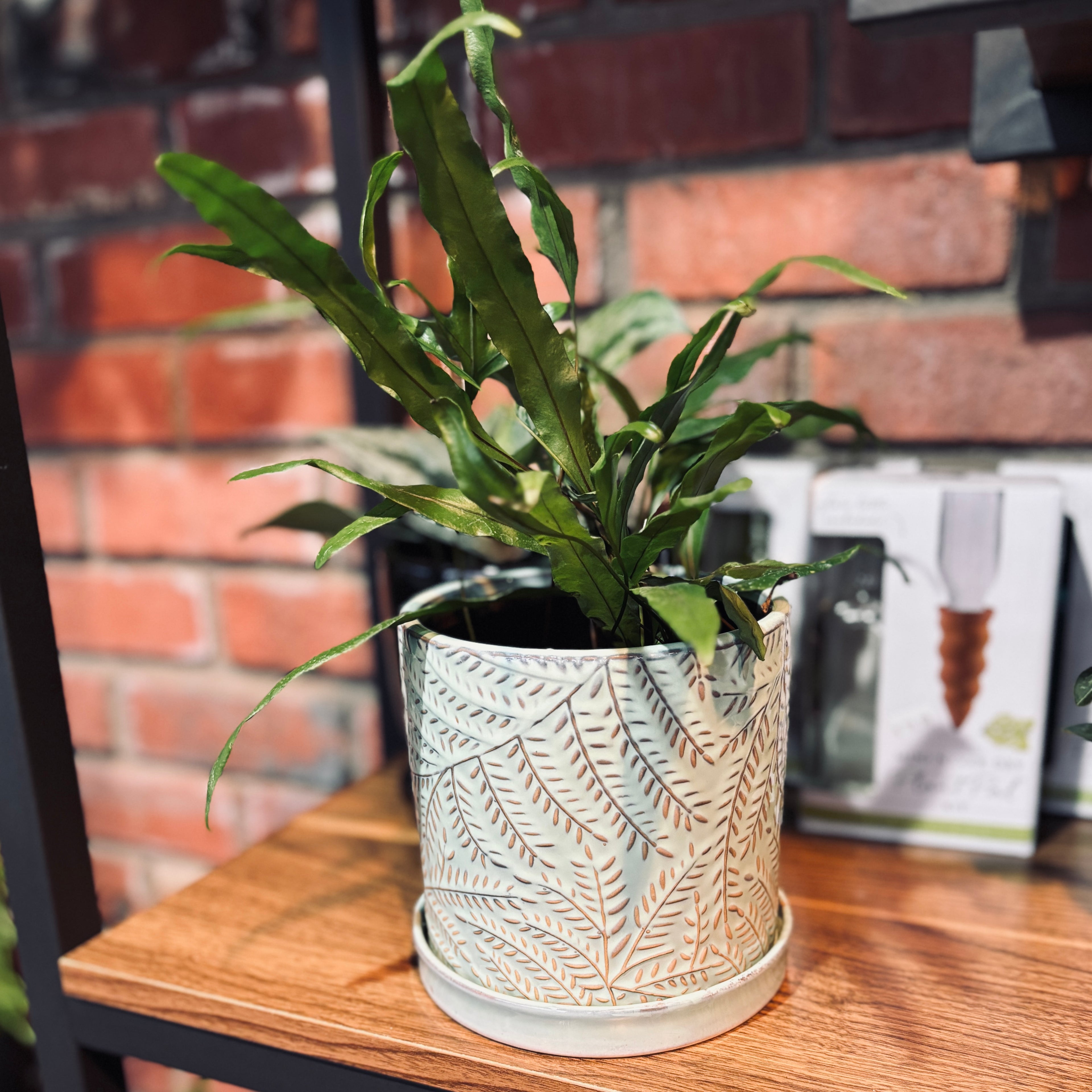 5" Fern Ceramic Pot