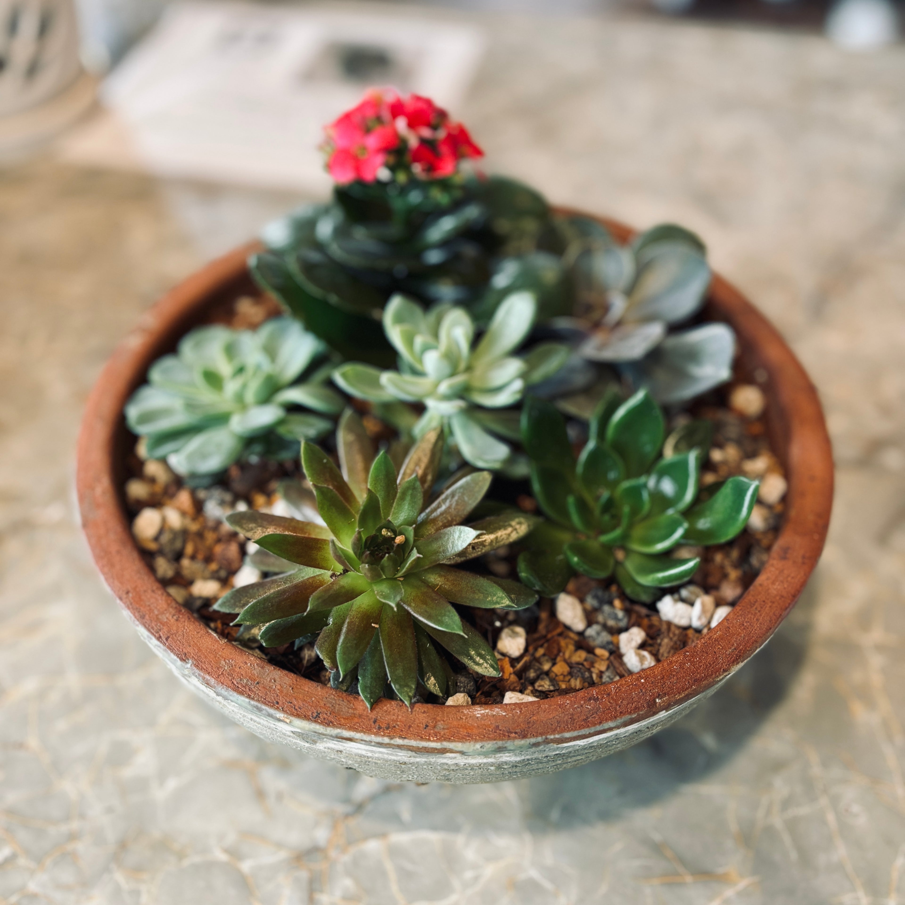 Tuscan Sun Succulent Garden