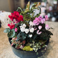 Burley Clay Dish Garden