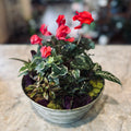 Metal Dish Garden