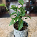 Swiss Cheese Philodendron Planted In 5" Chive Pot