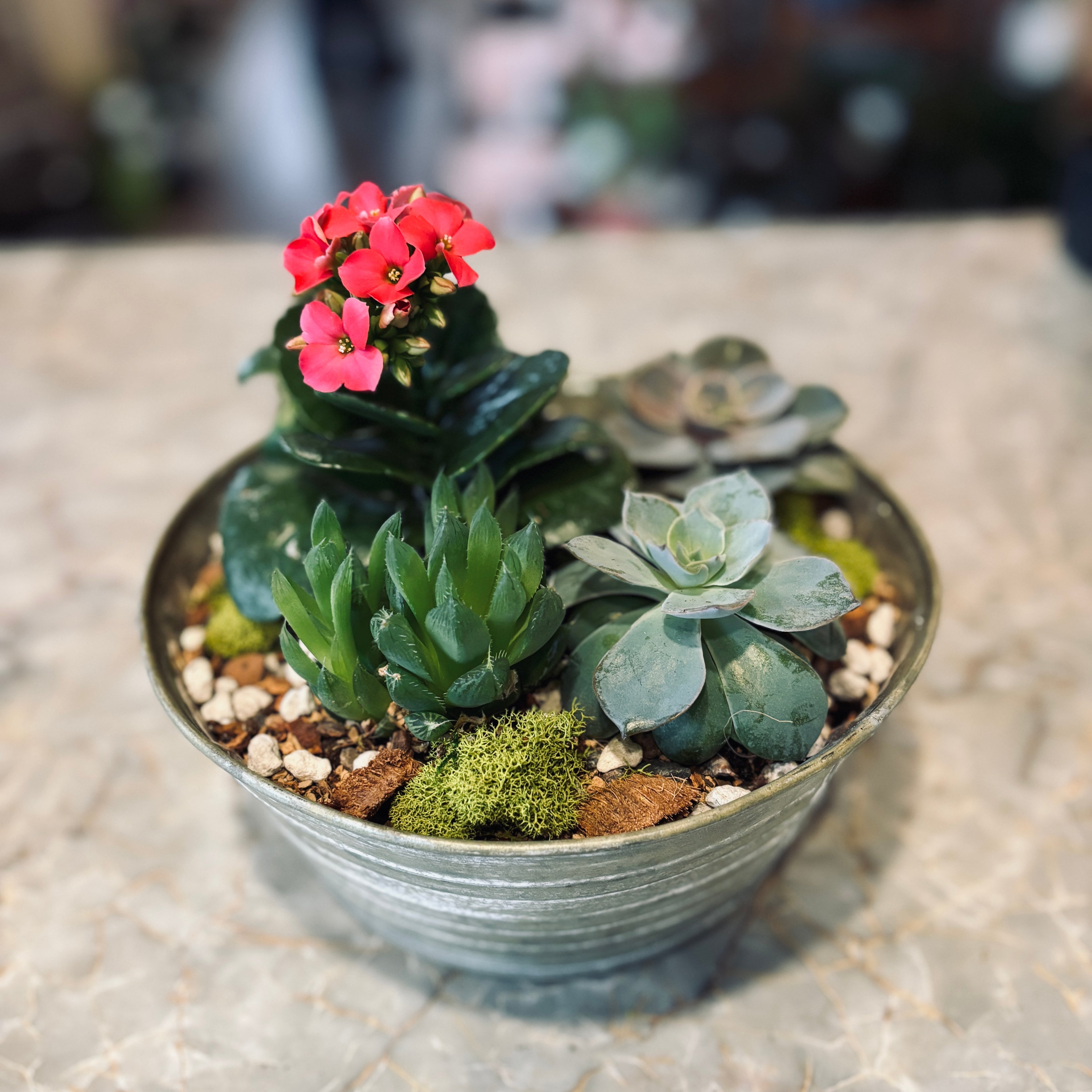 Succulent Garden In Metal Bowl