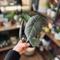 Alocasia Maharani 'Grey Dragon' 4"