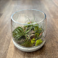 Terrarium With Air Plants