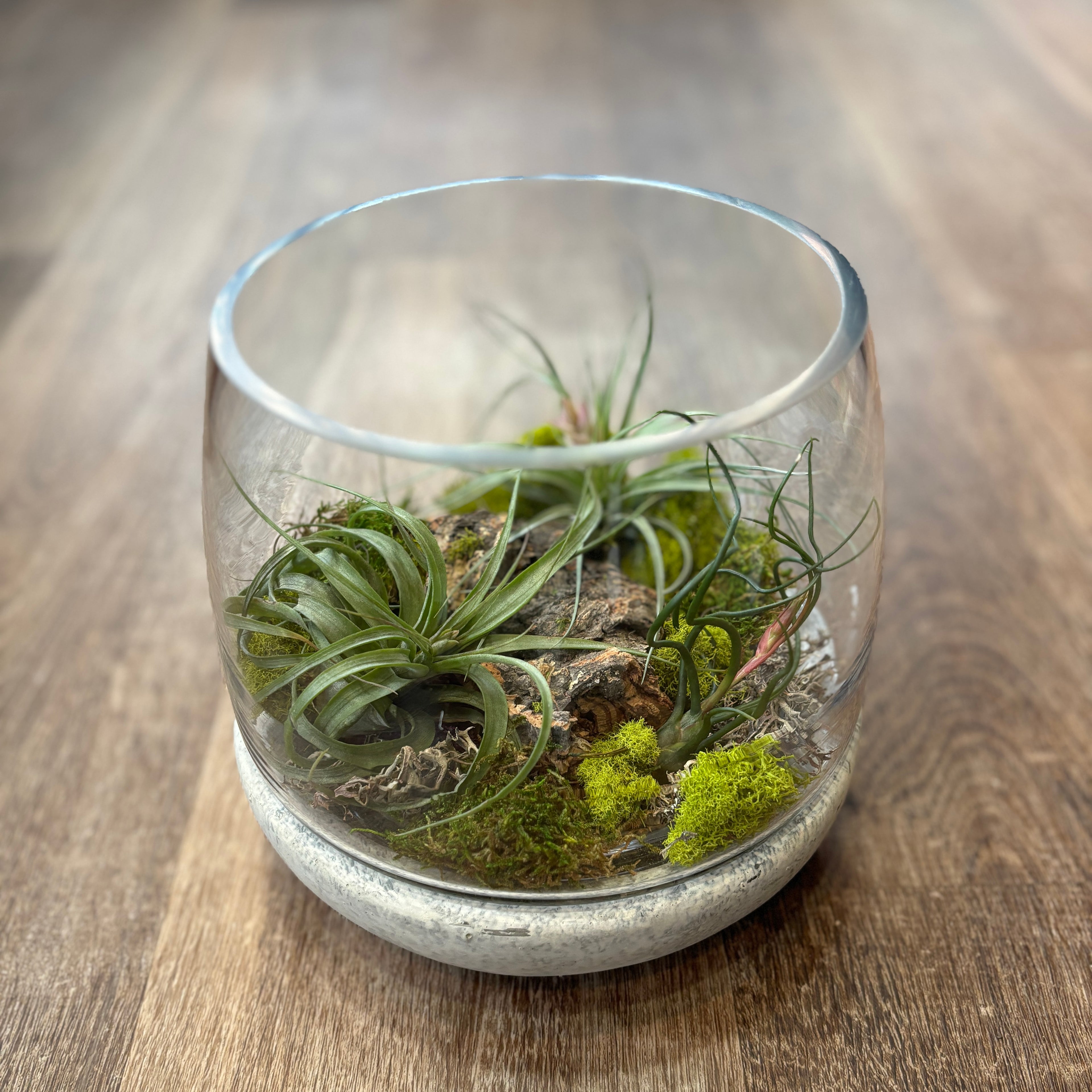 Terrarium With Air Plants