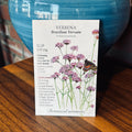 Verbena Brazilian Vervain | Verbena Bonariensis