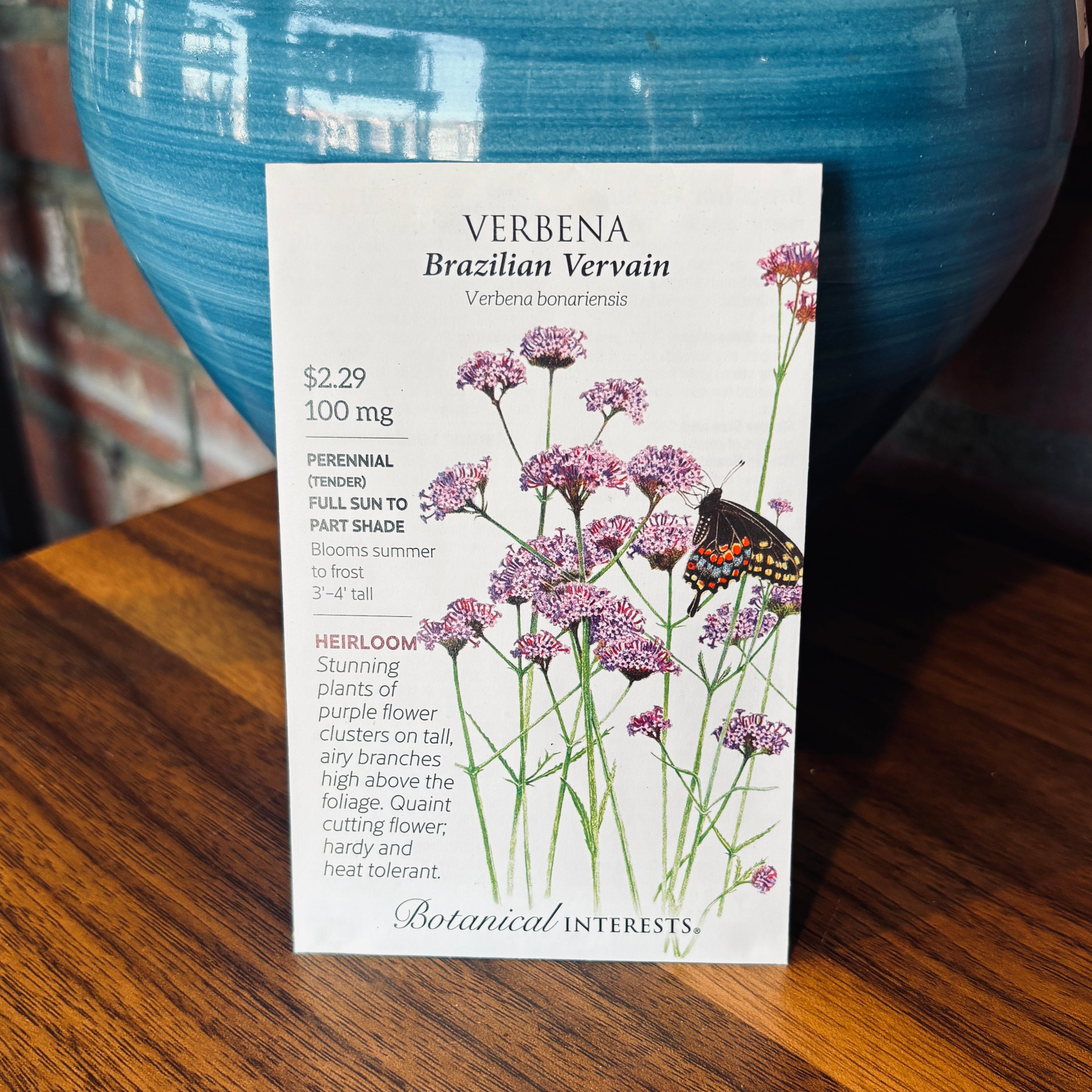 Verbena Brazilian Vervain | Verbena Bonariensis