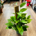 Pothos Golden Pole 6" Pot