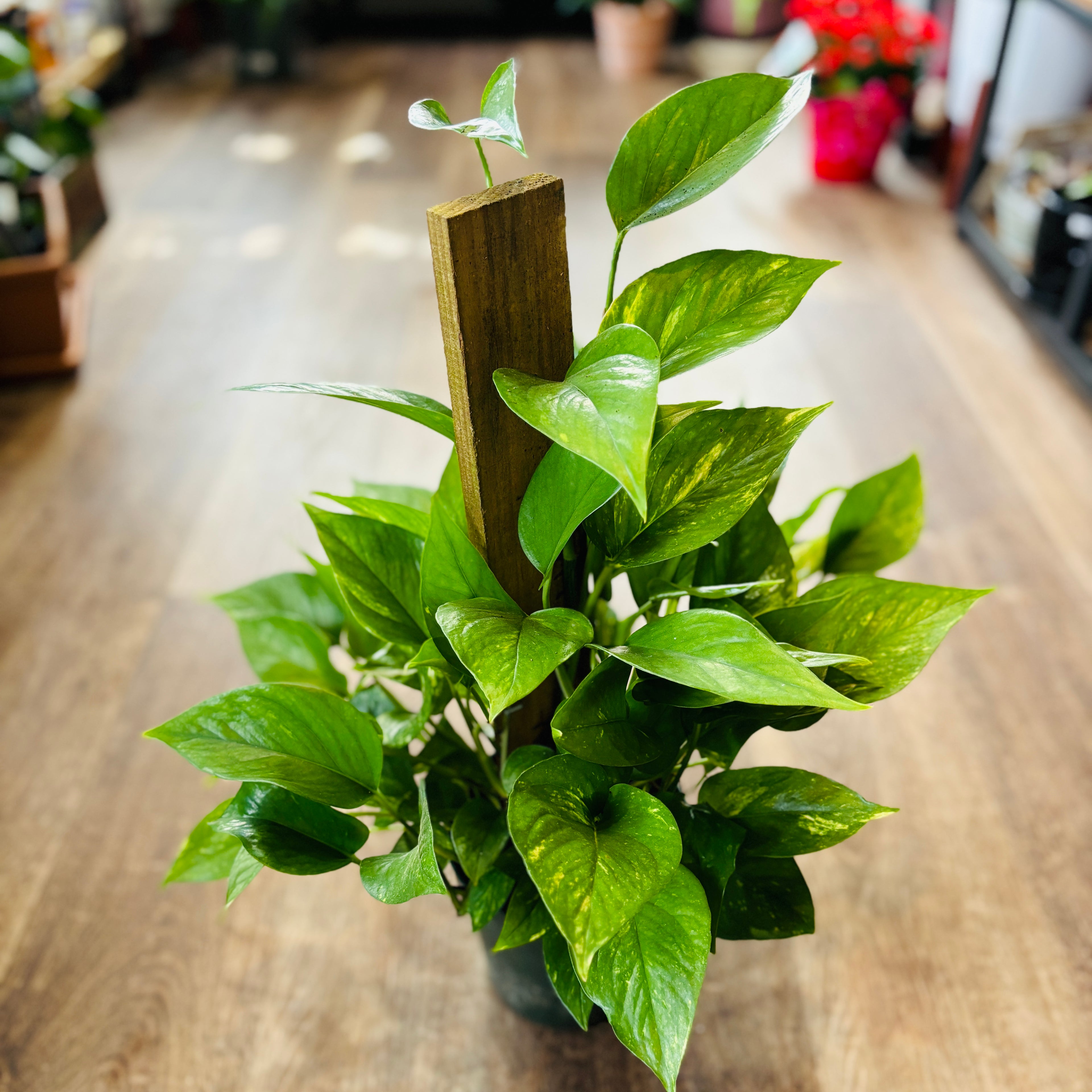 Pothos Golden Pole 6" Pot