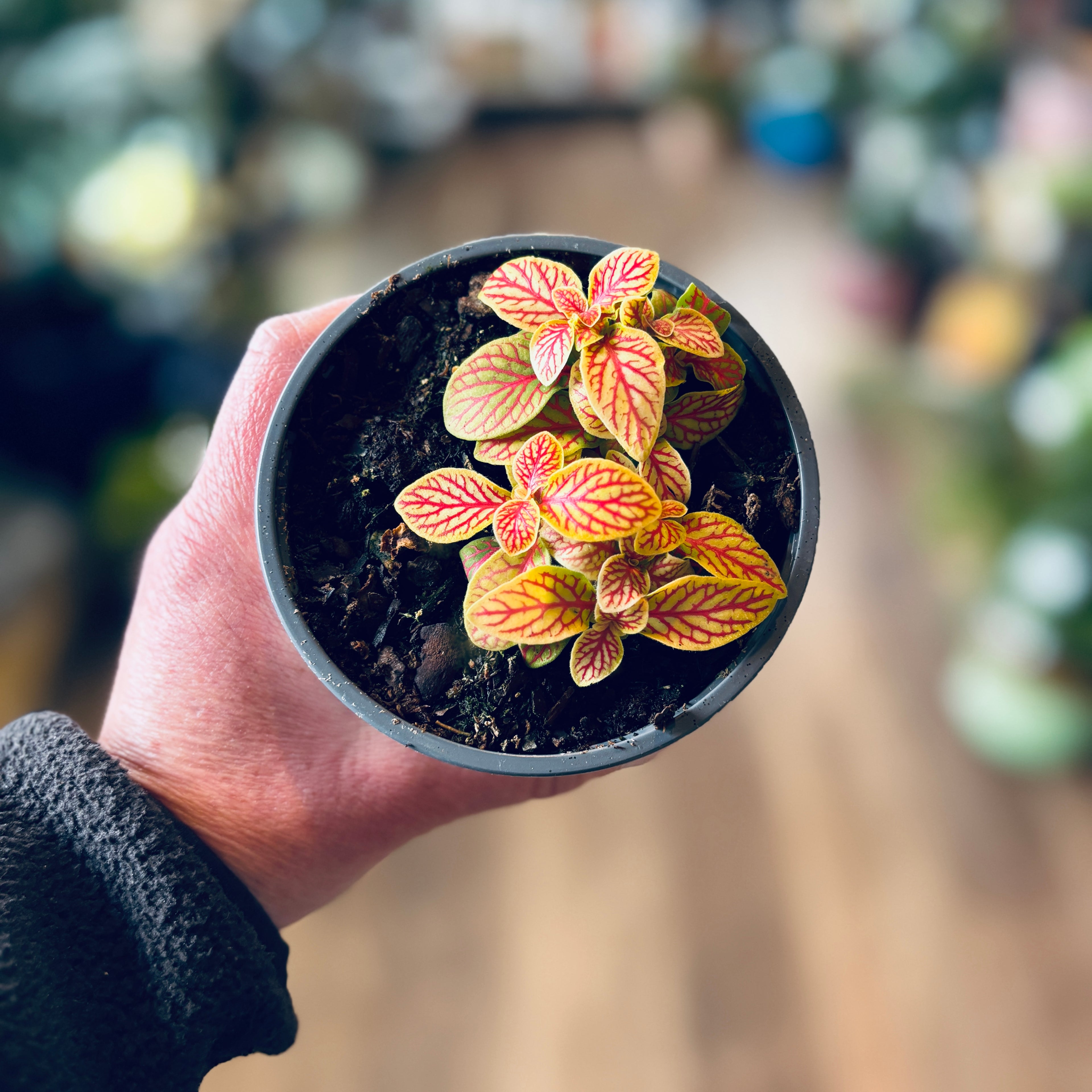 Fittonia Skeleton 4"