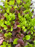 6 Pack Herb/Veggie