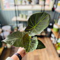 Alocasia 'Low Rider' 6"