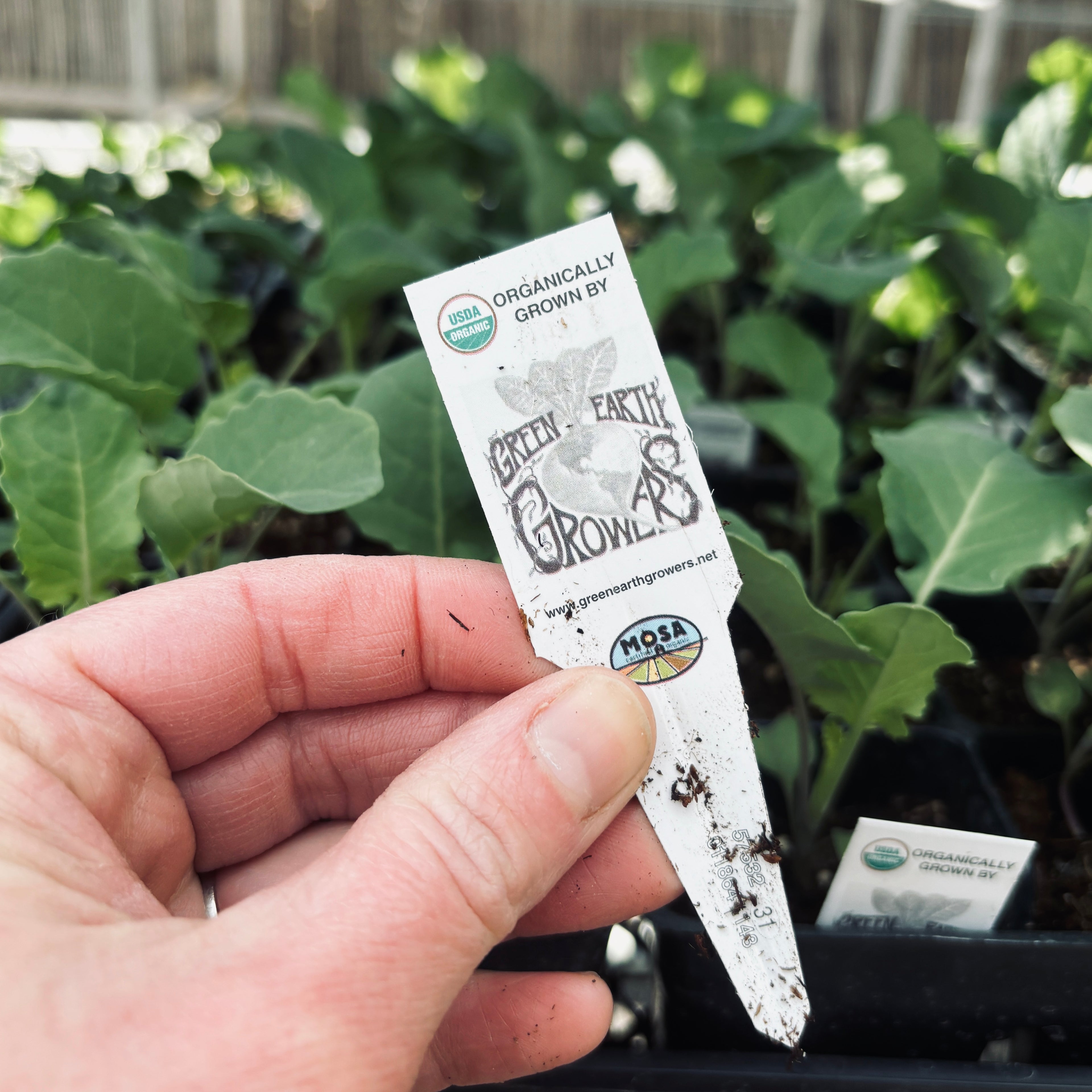 6 Pack Herb/Veggie Organic