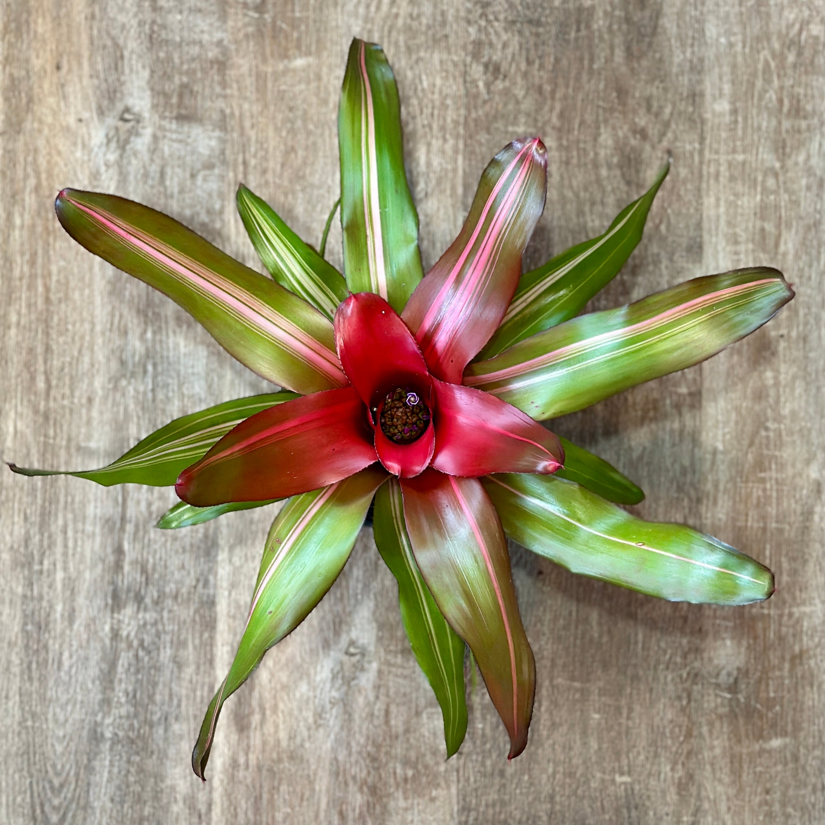 Bromeliad Neoregelia