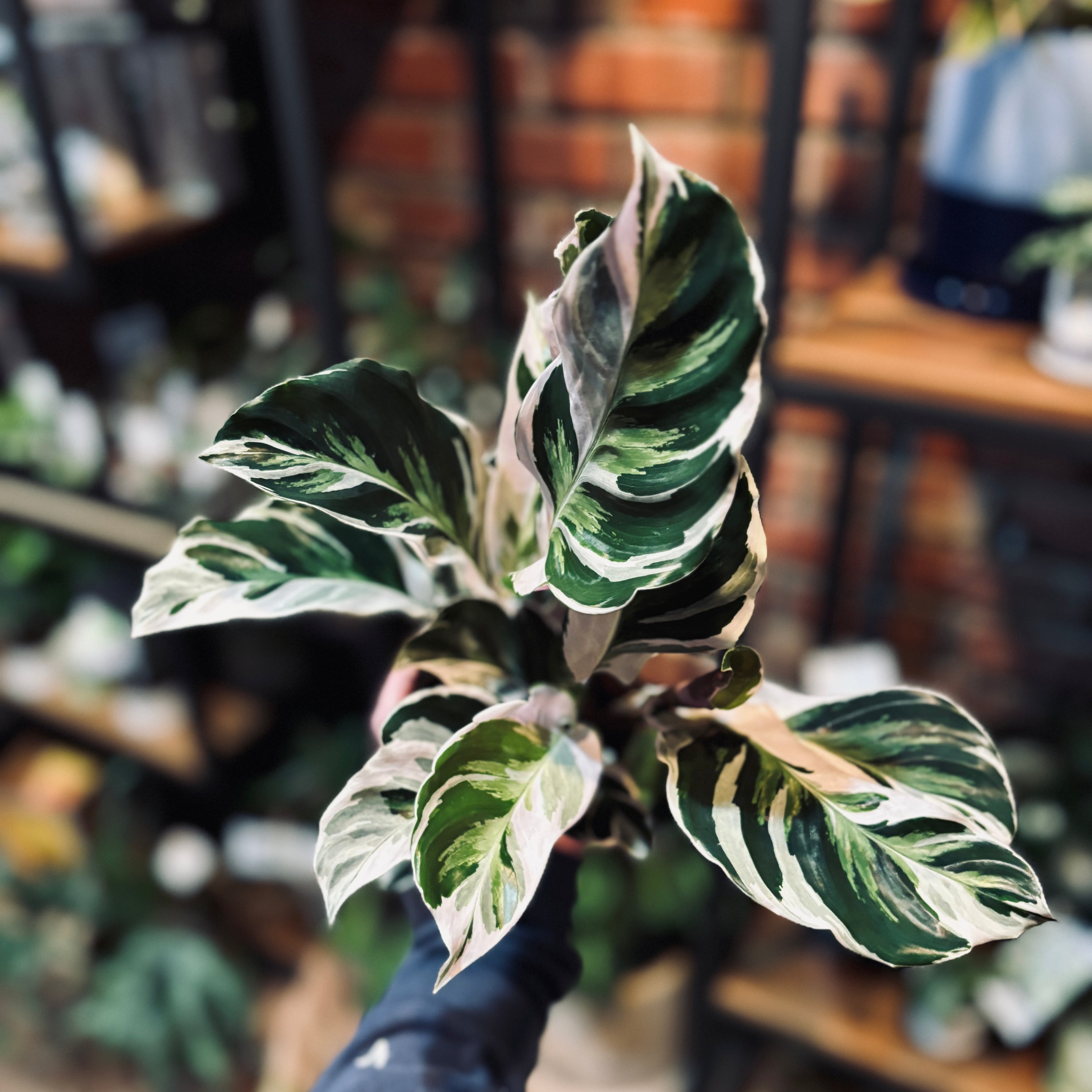 4" Calathea Stella White Fusion