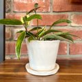 Chive Tika White 5" Pot & Saucer