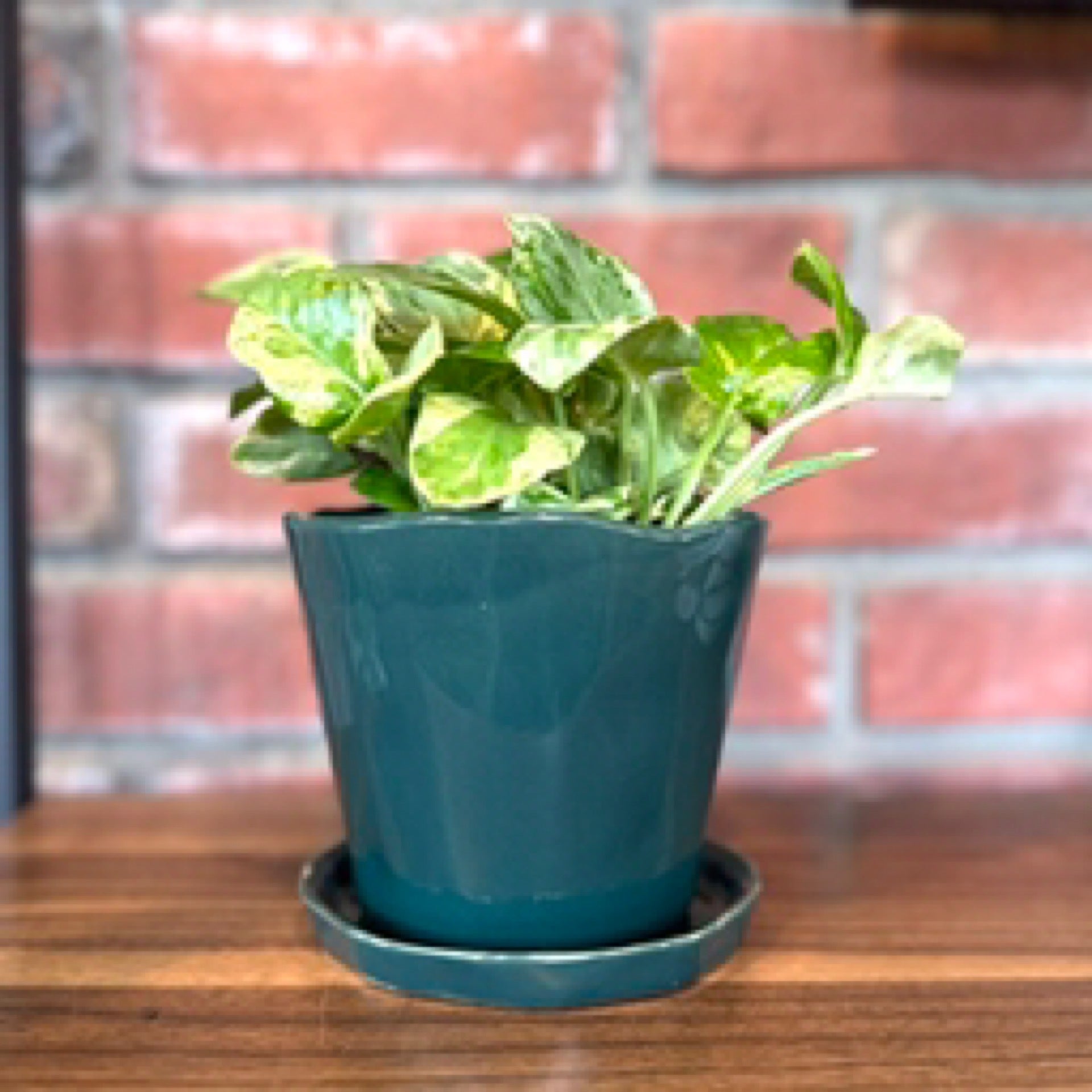 Chive Tika Spruce 5" Pot & Saucer
