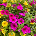 11" Hanging Basket