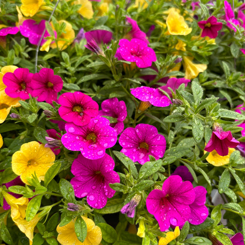 11" Hanging Basket