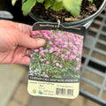 Anemone Hupehensis 'Curtain Call Rose' #1 Gallon