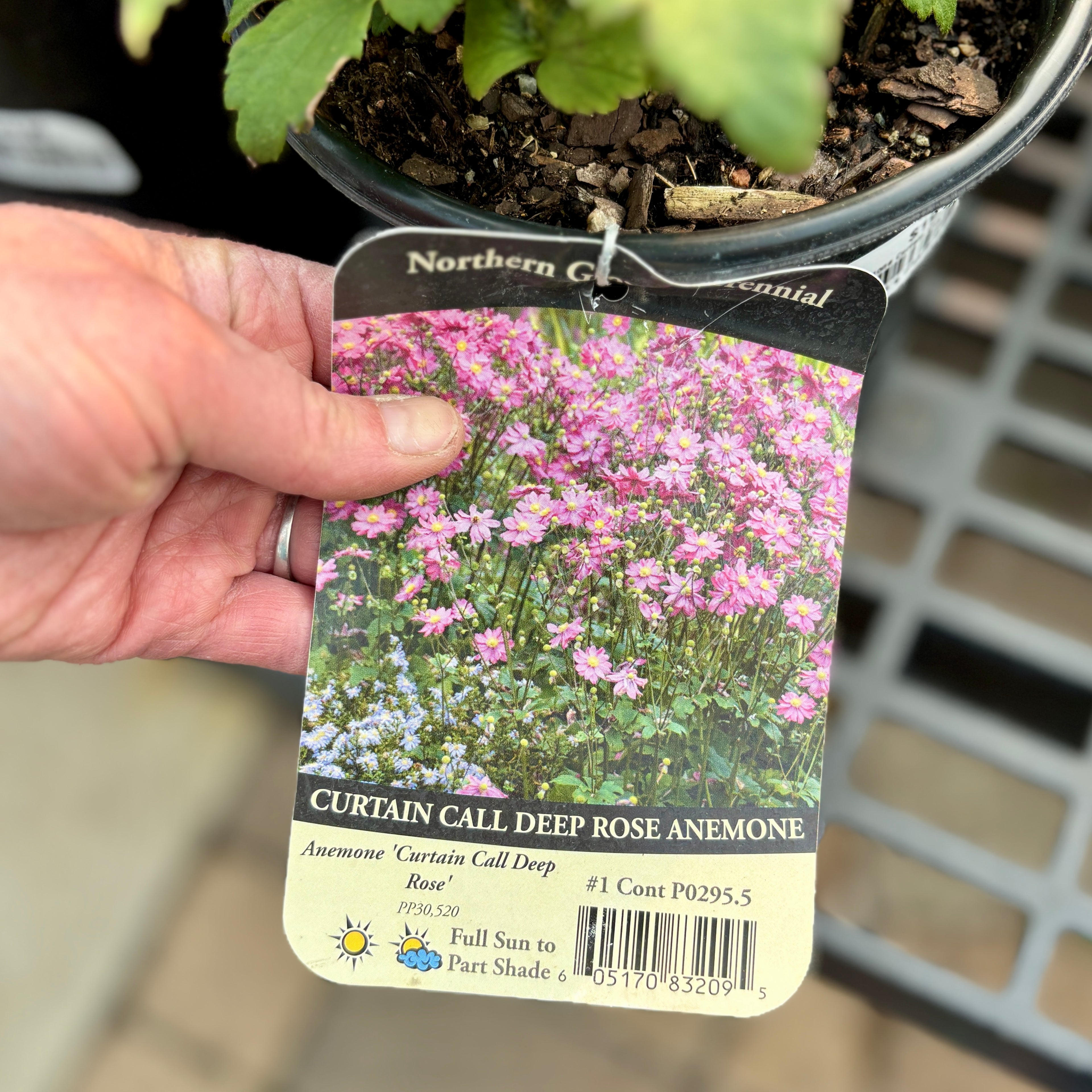 Anemone Hupehensis 'Curtain Call Rose' #1 Gallon