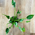 Alocasia Tiny Dancer 6"