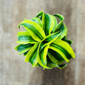 Dracaena 'Tornado' Variegated 6"