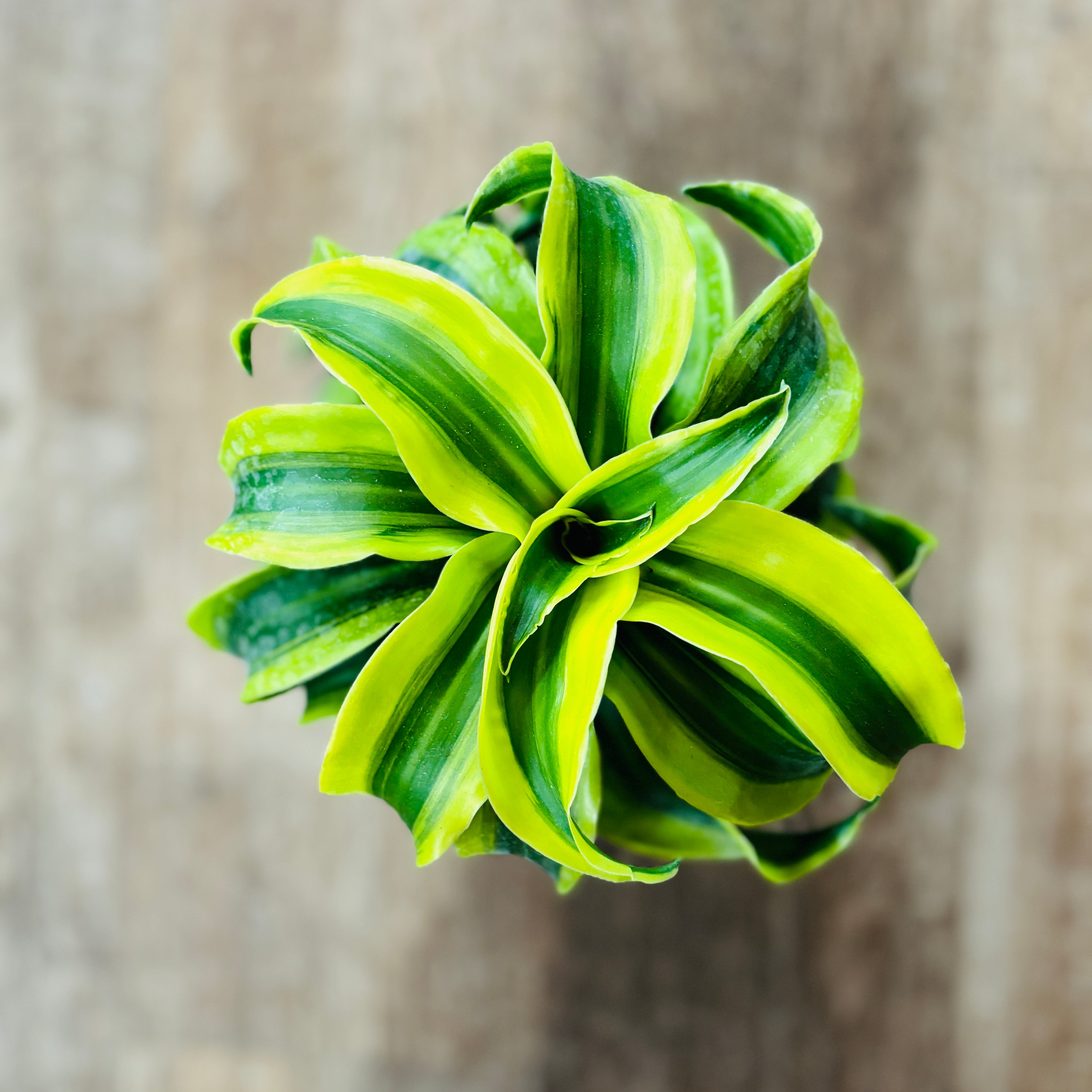 Dracaena 'Tornado' Variegated 6"