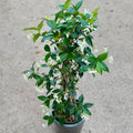 Jasmine Star Staked 6"