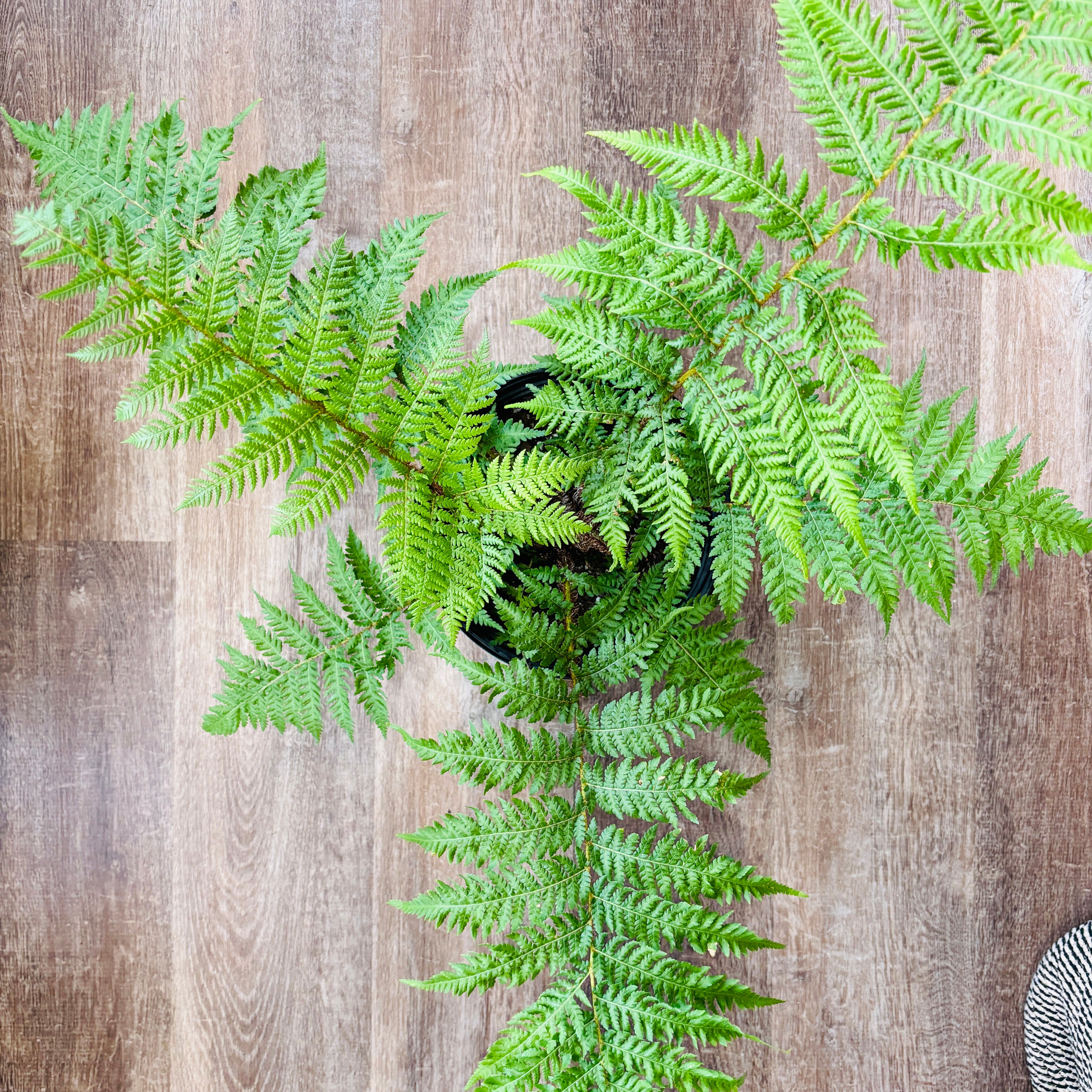 Fern Crested Brazilian Tree 8"