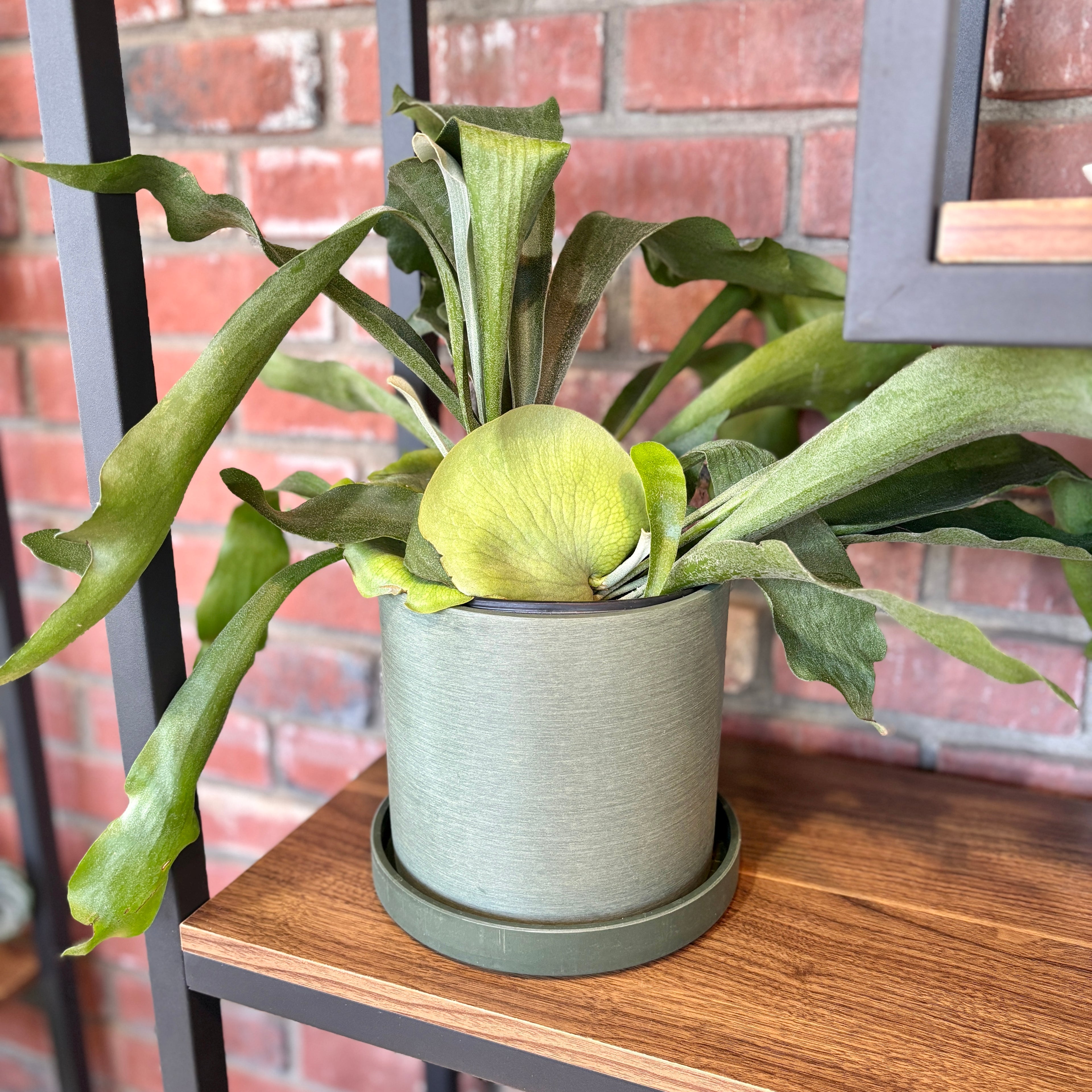 9" Signature Stone Planter & Saucer Beachwood