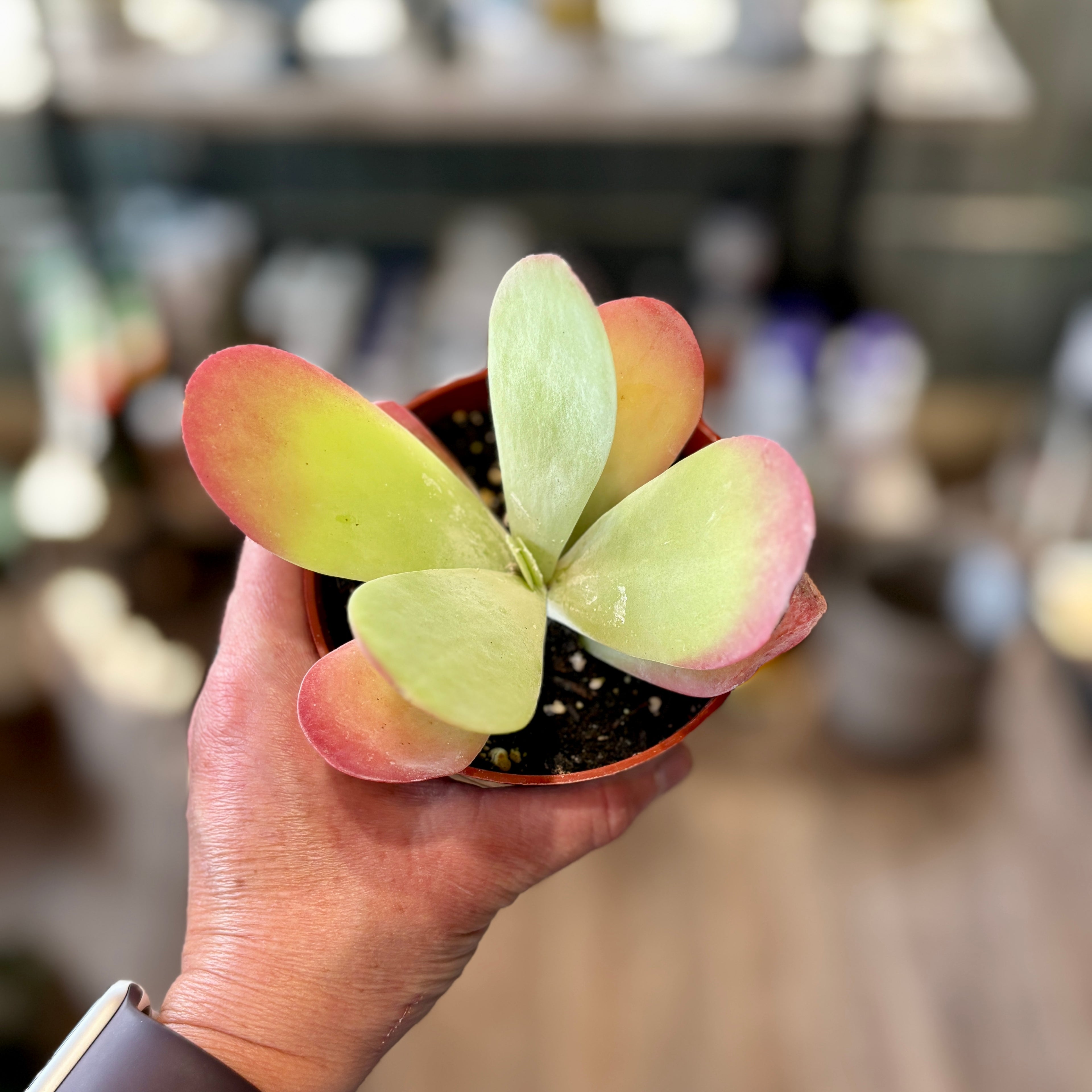 Kalanchoe Flapjack 3"