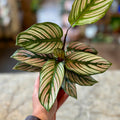 Calathea 'White Star'