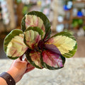 Calathea 'Rosy'