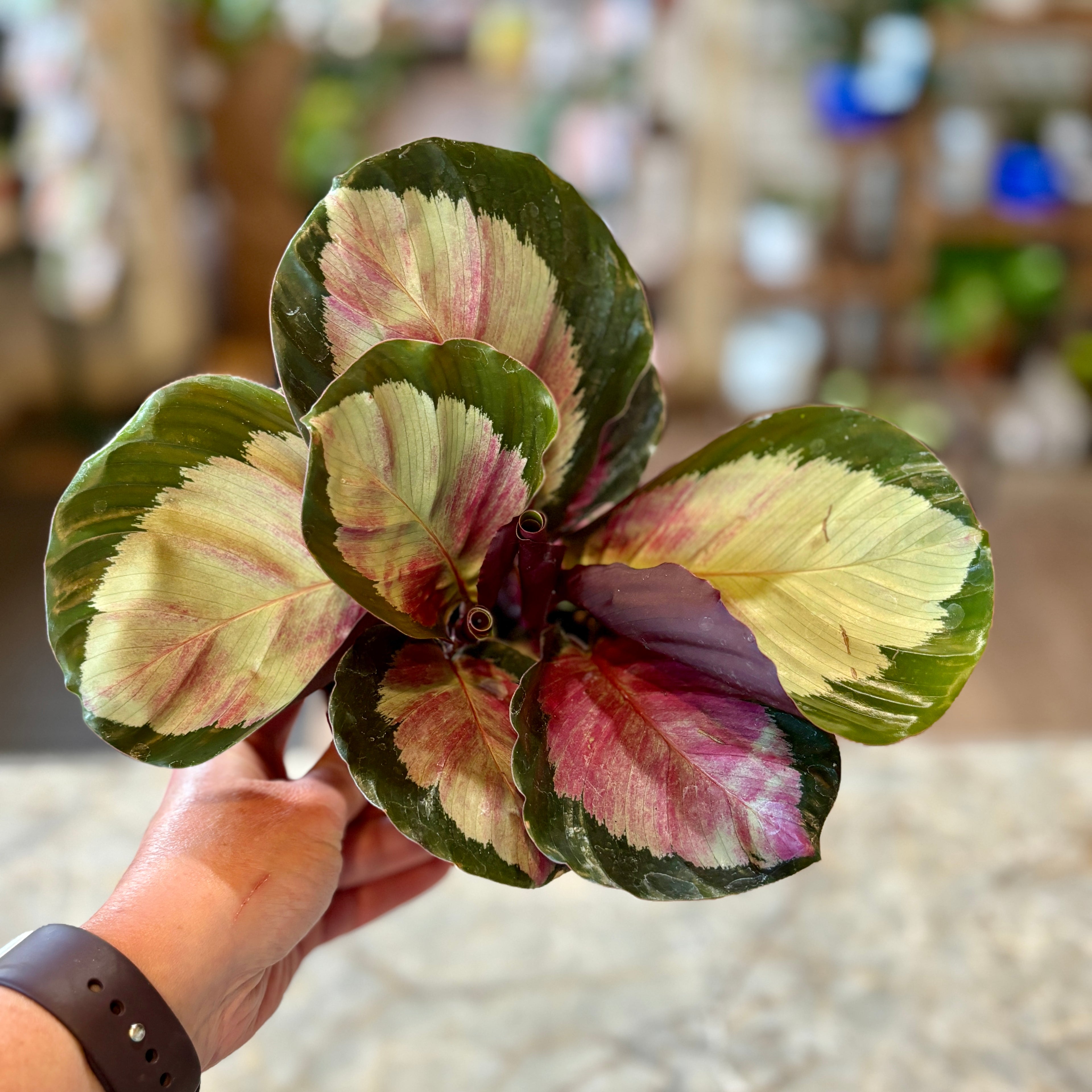 Calathea 'Rosy'