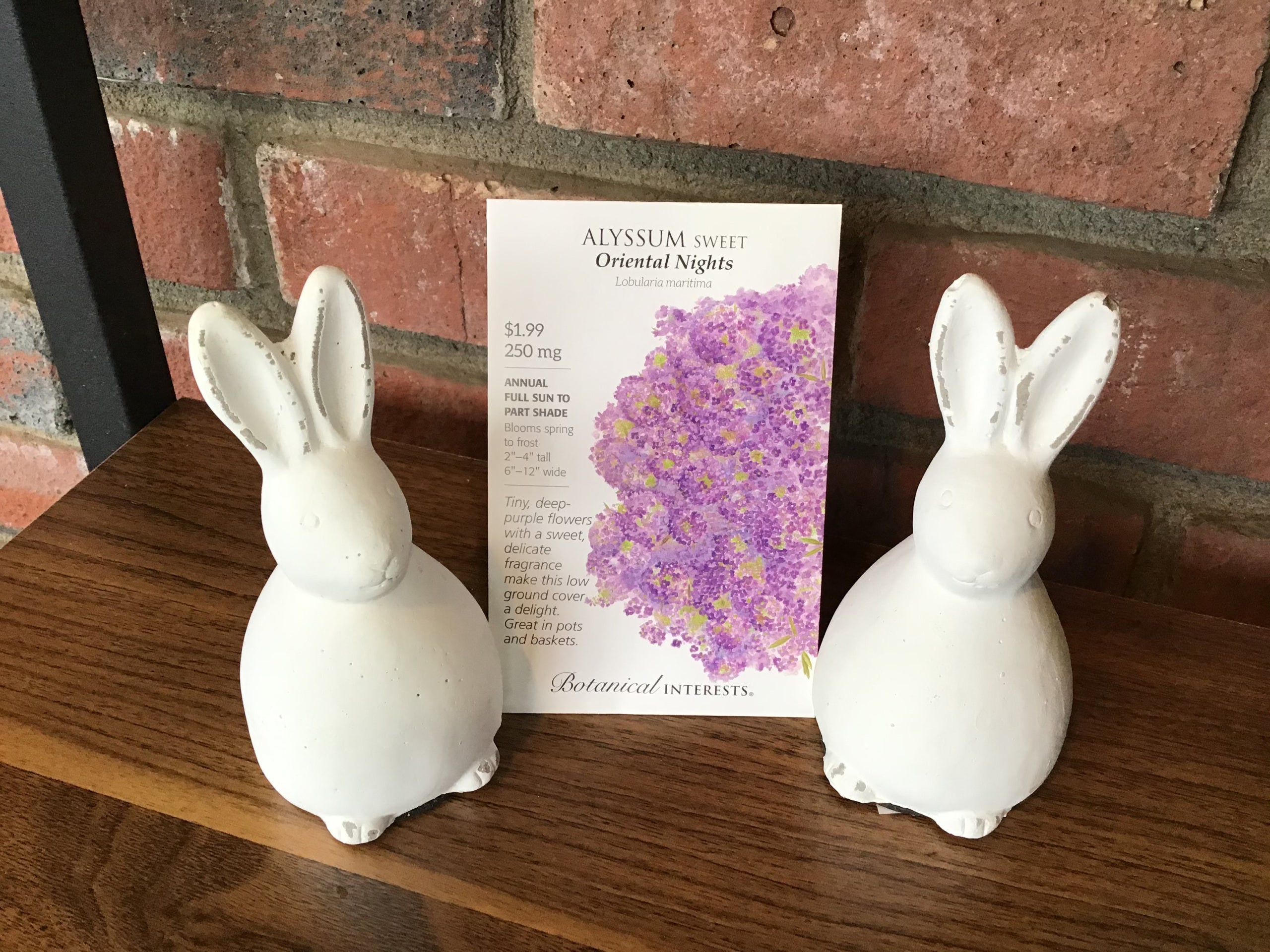 Alyssum Sweet, Oriental Nights