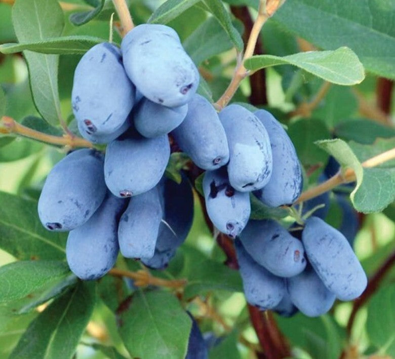 Honeyberry 'Boreal Beast' 1 Gallon