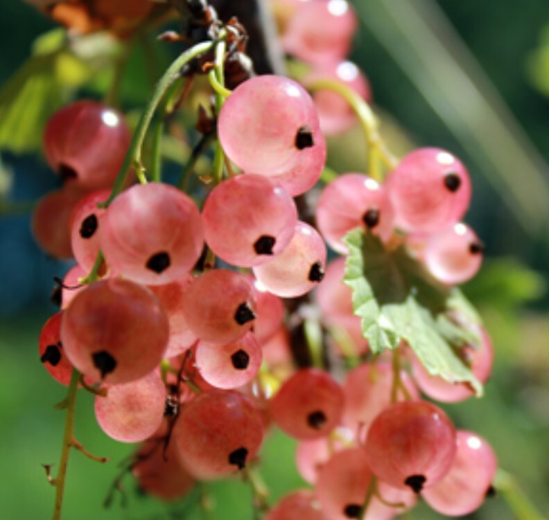 Currant 'Pink Champagne' 1 Gallon